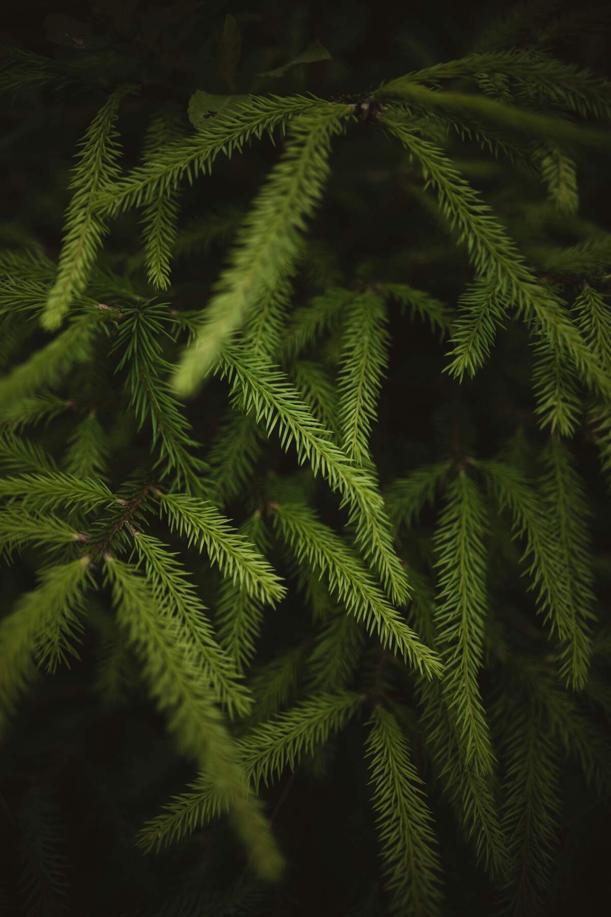 Nordic Forests Discovery Set