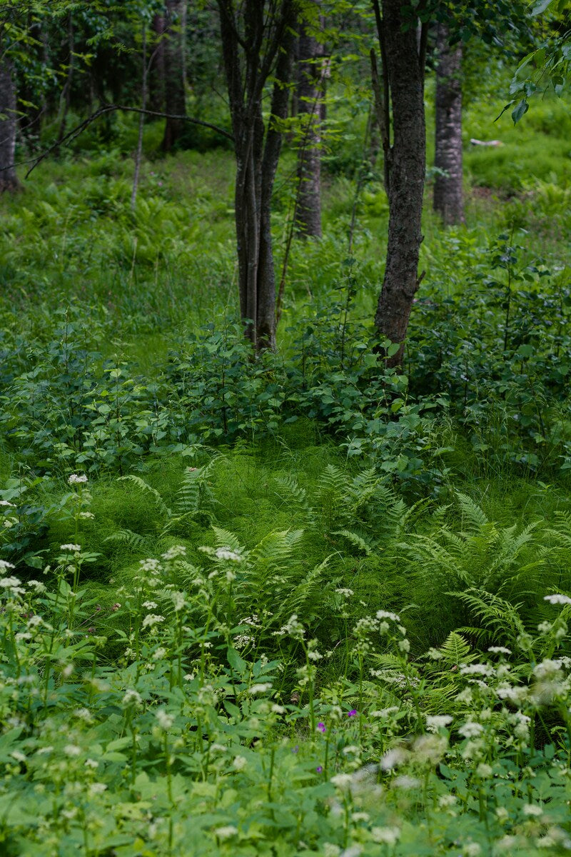 Nordic Herbs Discovery Set